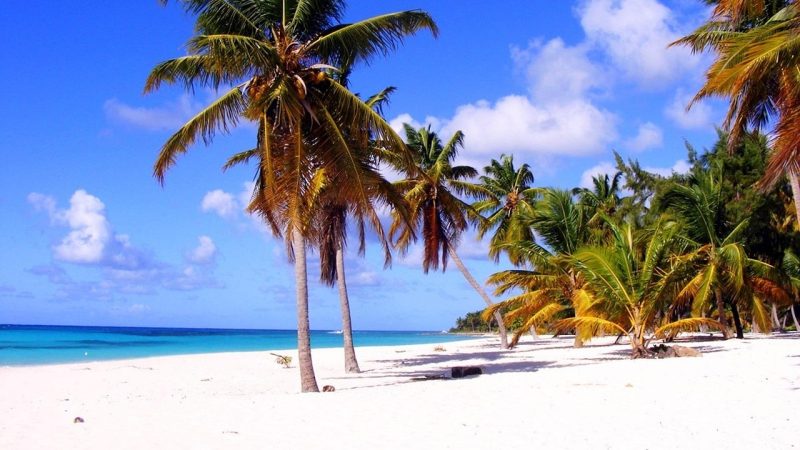 palm, beach, nature, dominica